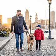 cane-corso-