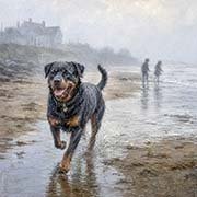 rottweiler-